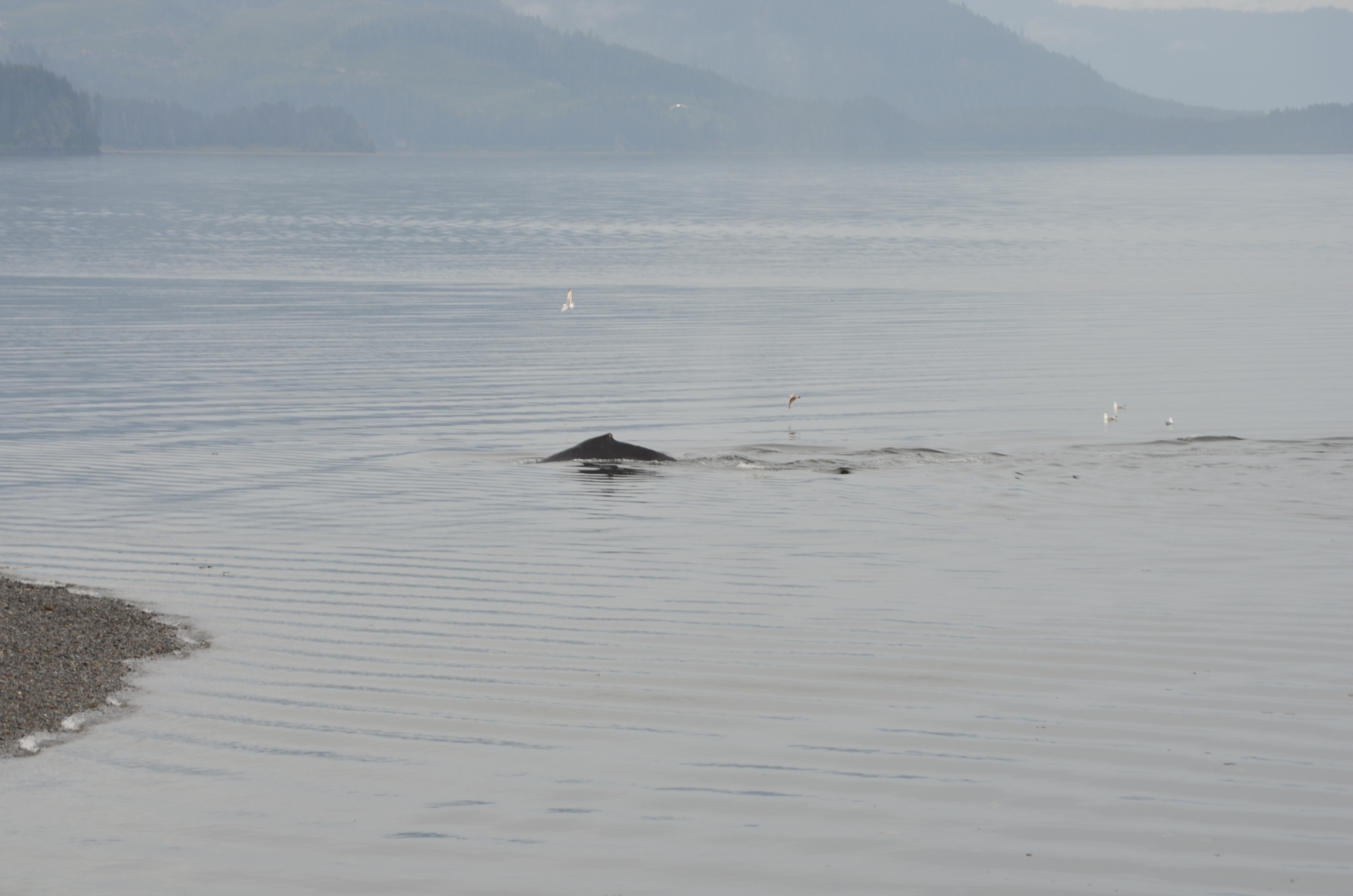 ./2017/08 - Alaska Cruise/10 - Icy Strait Point/DSC_0224.JPG
